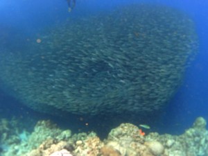 cebu