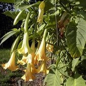 datura