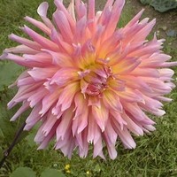 dahlia