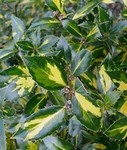 variegated holly