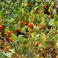 cape gooseberry