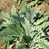 artichoke