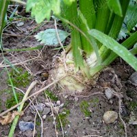 Celeriac