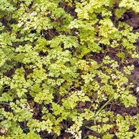 Chervil