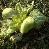 Chinese cabbage