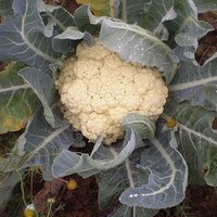 Cauliflower