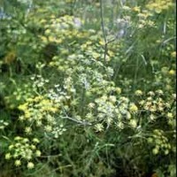 fennel