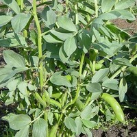 broad bean