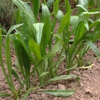 Spanish salsify