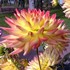 The dahlias