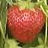 The strawberry