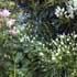 The natural garden