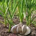 Vegetable garden