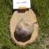 The potato