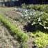 Crop rotation