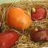 The tomato